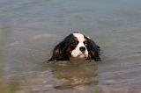 CAVALIER KING CHARLES 643